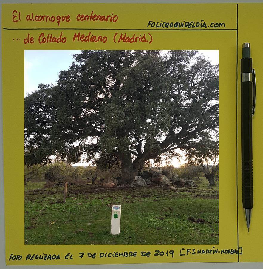 El alcornoque centenario de Collado Mediano. Un árbol majestuoso que trepé en mi enfancia hasta la rama más alta. Belleza extrema