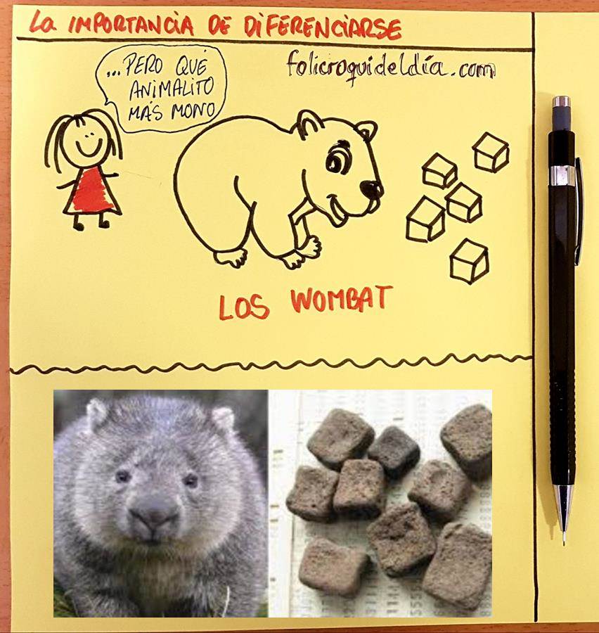 La importancia de saber diferenciarse. Incluso un pequeño wombat se diferencia y se convierte en un animal único e irrepetible.